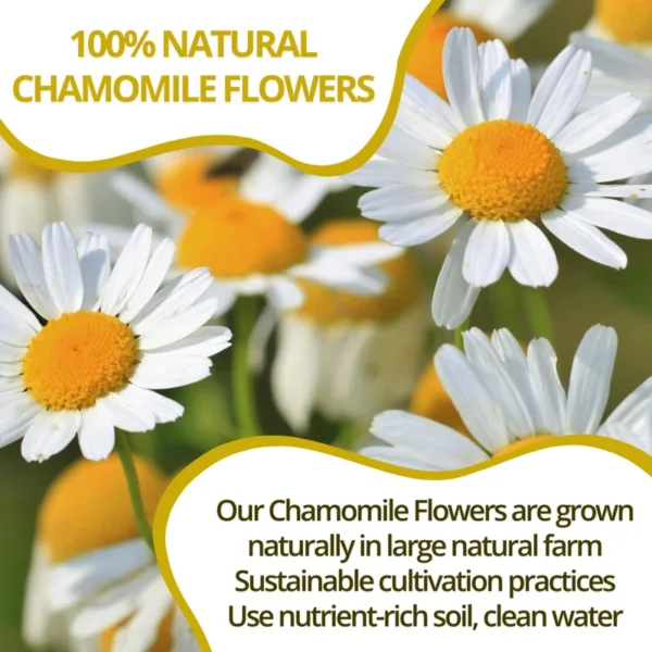 VIDA FARM 100 Chamomile Tea Bags, Natural Chamomile Flowers Tea Bags, Dried Chamomile Herbal Tea, Dried Chamomile Flowers Tea, Sugar Free, Caffeine Free, Gluten Free