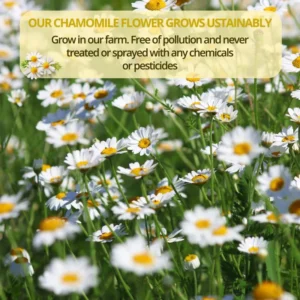 VIDA FARM 100 Chamomile Tea Bags, Natural Chamomile Flowers Tea Bags, Dried Chamomile Herbal Tea, Dried Chamomile Flowers Tea, Sugar Free, Caffeine Free, Gluten Free