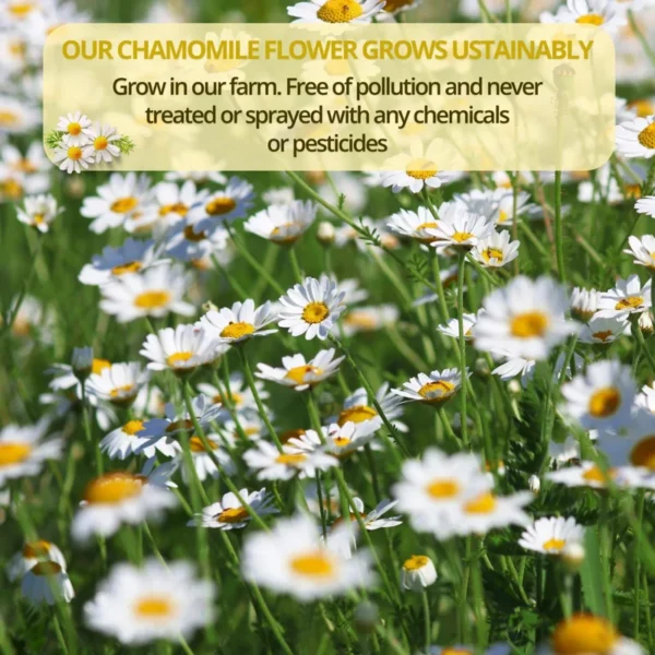 VIDA FARM 100 Chamomile Tea Bags, Natural Chamomile Flowers Tea Bags, Dried Chamomile Herbal Tea, Dried Chamomile Flowers Tea, Sugar Free, Caffeine Free, Gluten Free