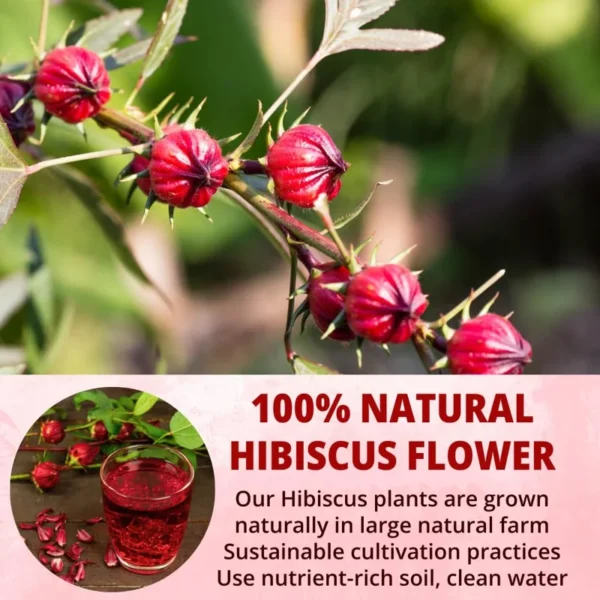 VIDA FARM 100 Hibiscus Tea Bags, Natural Dried Hibiscus Tea Bags, Hibiscus Sabdariffa Tea Bags, Tea Jamaica Roselle Tea Hibiscus, Te De Jamaica Red Hibiscus Tea, No Sugar, No Caffeine, No Gluten