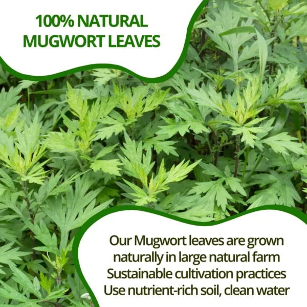 VIDA FARM 100 Mugwort Tea Bags, Natural Mugwort Leaves Tea Bags, Dried Mugwort Herbal Tea, Mugwort Leaf Tea, No Sugar, No Caffeine, No Gluten
