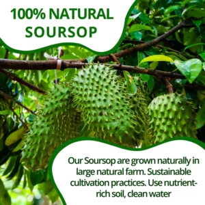 VIDA FARM 100 Soursop Leaves Tea Bags, 100% Natural Soursop Graviola Leaf Tea Bags, Dried Soursop Guanabana Leaves Herbal Tea Bags, Soursop Leaf Tea, No Sugar, No Caffeine, Vegan