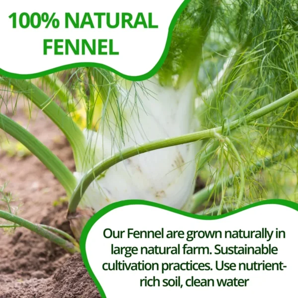 VIDA FARM 125 Fennel Tea Bags, 100% Natural Fennel Tea Bags, Natural Dried Fennel Herbal Tea Bags, Fennel Seed Tea Bags, No Sugar, No Caffeine, Vegan