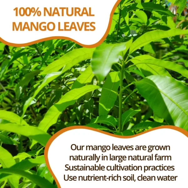 VIDA FARM 125 Mango Tea Bags, 100% Natural Mango Leaf Tea Bags, Dried Mango Leaves Herbal Tea Bags, Mango Leaves Tea, No Sugar, No Caffeine, Vegan