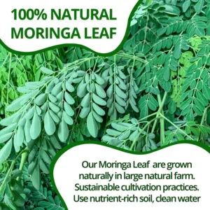 VIDA FARM 125 Moringa Tea Bags, 100% Natural Moringa Leaf Tea Bags, Dried Moringa Tea, Moringa Herbal Tea, No Caffeine, No Sugar, No Gluten, Vegan