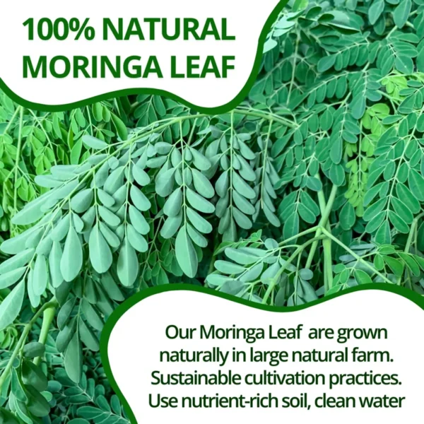 VIDA FARM 125 Moringa Tea Bags, 100% Natural Moringa Leaf Tea Bags, Dried Moringa Tea, Moringa Herbal Tea, No Caffeine, No Sugar, No Gluten, Vegan