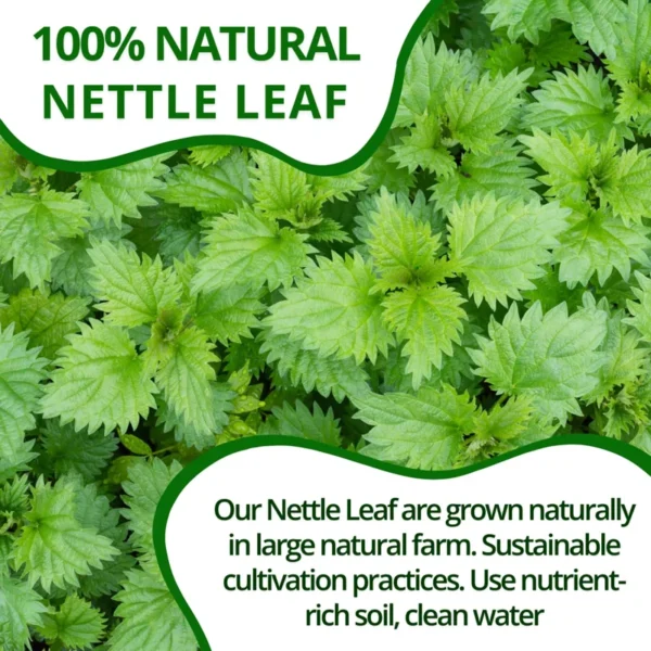 VIDA FARM 125 Nettle Tea Bags, 100% Natural Nettle Leaf Tea, Dried Stinging Nettle Tea, Stinging Nettle Leaf Herbal Tea, No Caffeine, No Sugar, No Gluten, Vegan
