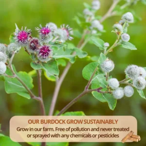VIDA FARM Burdock Root Tea Bags, 125 Tea Bags Natural Burdock Root, 100% Dried Burdock Root Herbal Tea, Caffeine Free, Sugar Free, Burdock Root Herbal Tea
