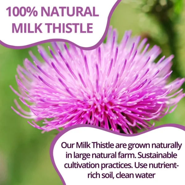VIDA FARM Milk Thistle Tea Bags, 125 Tea Bags, 100% Natural Milk Thistle Seeds and Leaves, Dried Milk Thistle Seeds Leaves Herbal Tea, Sugar Free, Caffeine Free