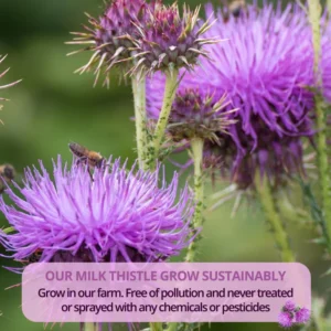 VIDA FARM Milk Thistle Tea Bags, 125 Tea Bags, 100% Natural Milk Thistle Seeds and Leaves, Dried Milk Thistle Seeds Leaves Herbal Tea, Sugar Free, Caffeine Free