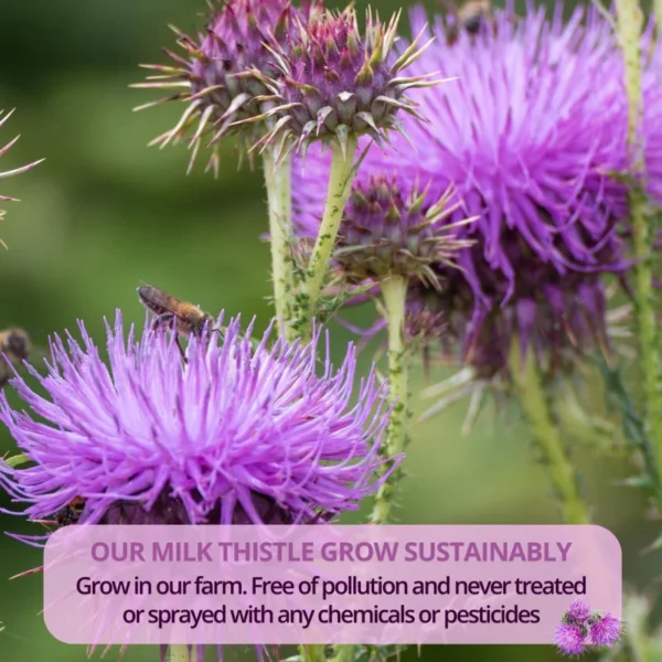 VIDA FARM Milk Thistle Tea Bags, 125 Tea Bags, 100% Natural Milk Thistle Seeds and Leaves, Dried Milk Thistle Seeds Leaves Herbal Tea, Sugar Free, Caffeine Free