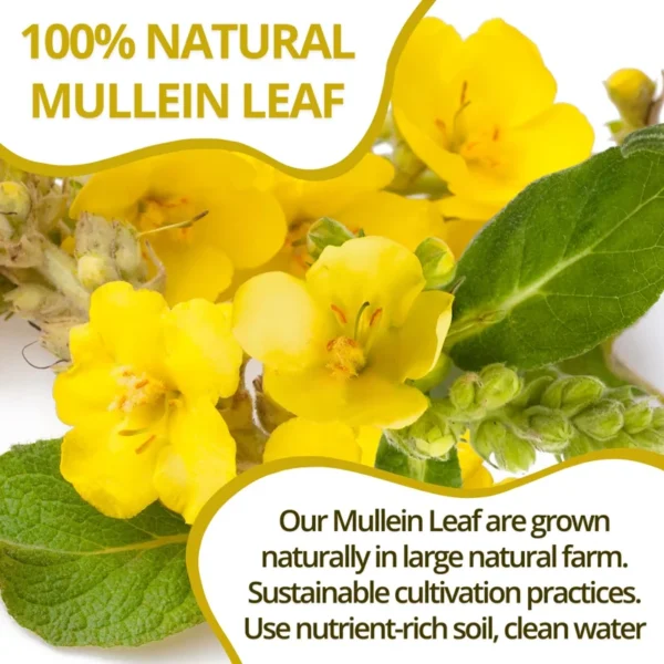 VIDA FARM Mullein Leaf Tea Bags, 125 Tea Bags, 100% Natural Mullein Leaves Tea, Dried Mullein Herbal Tea Bags, No Additives, Caffeine Free, Sugar Free