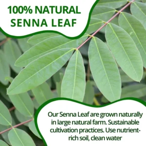 VIDA FARM Senna Tea Bags, 125 Tea Bags Senna Leaf Herbal Tea, 100% Natural Dried Senna Leaves Tea, Mild Taste, Caffeine Free, Sugar Free