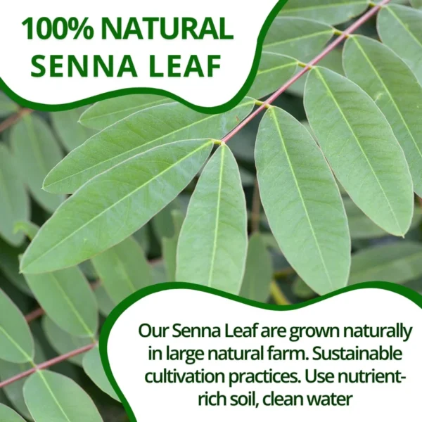 VIDA FARM Senna Tea Bags, 125 Tea Bags Senna Leaf Herbal Tea, 100% Natural Dried Senna Leaves Tea, Mild Taste, Caffeine Free, Sugar Free