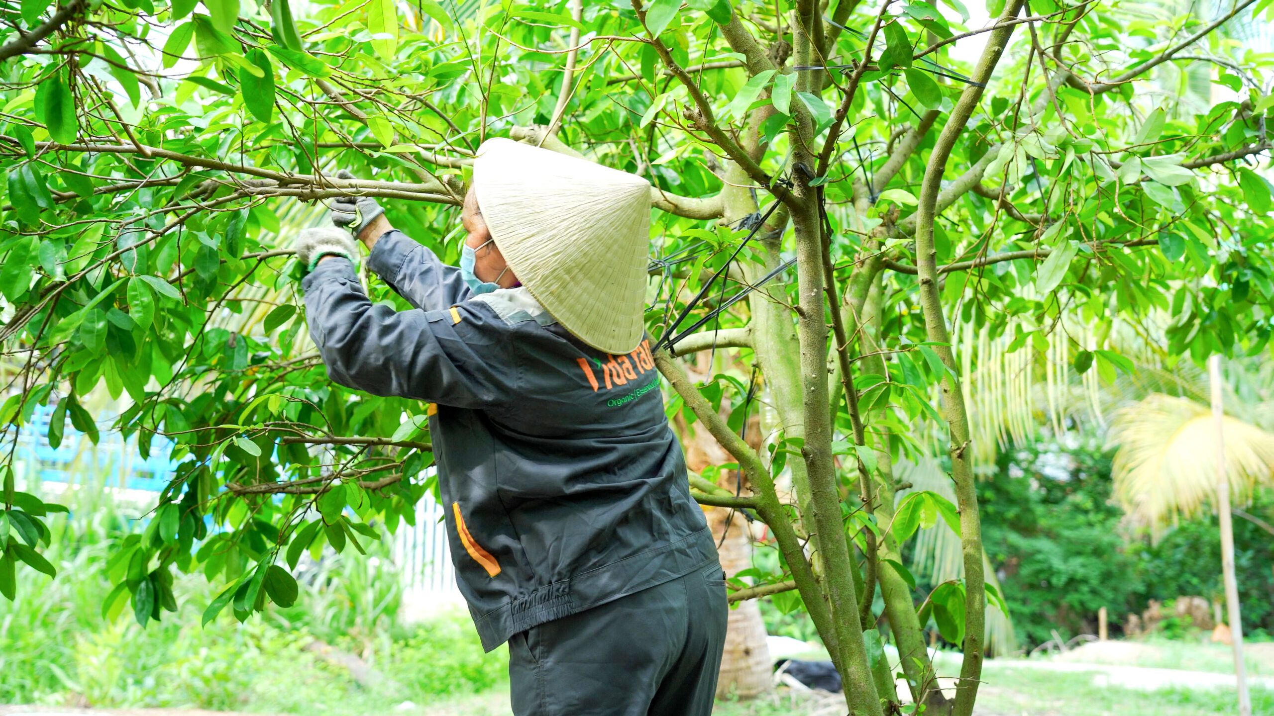 Nguồn nguyên liệu sạch – chuẩn hữu cơ quốc tế