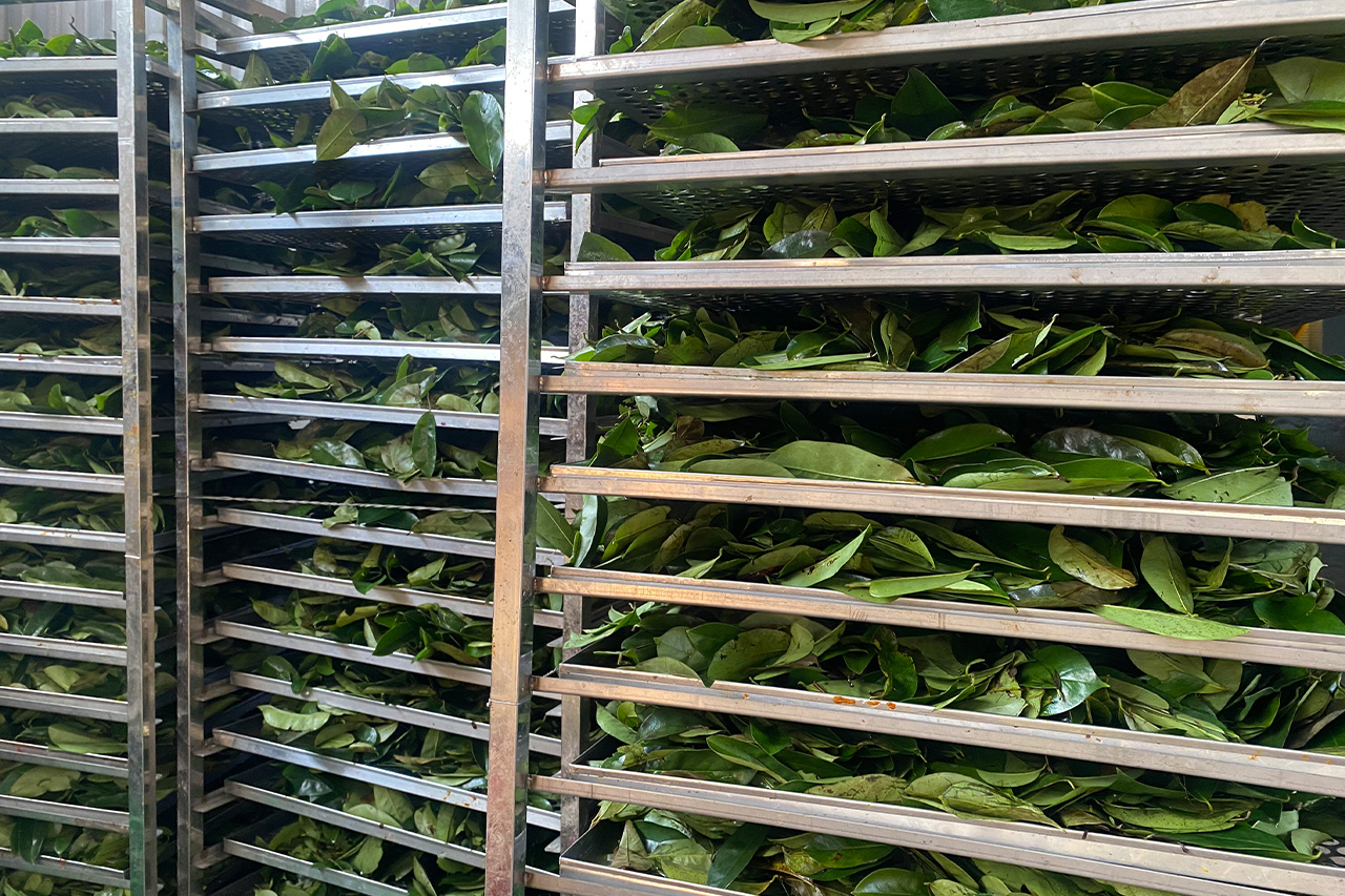 Herbal Tea & Dried Leaves Vietnam – OEM, Bulk Export & Organic Supplier | Vida Farm Herbal Tea & Dried Leaves Vietnam – OEM, Bulk Export & Organic Supplier | Vida Farm