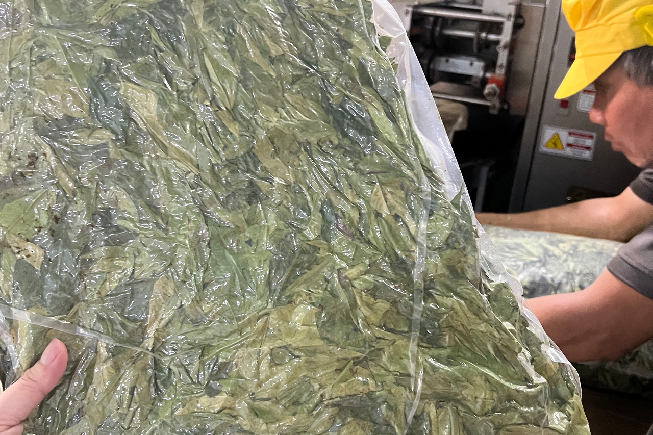 Herbal Tea & Dried Leaves Vietnam – OEM, Bulk Export & Organic Supplier | Vida Farm Herbal Tea & Dried Leaves Vietnam – OEM, Bulk Export & Organic Supplier | Vida Farm