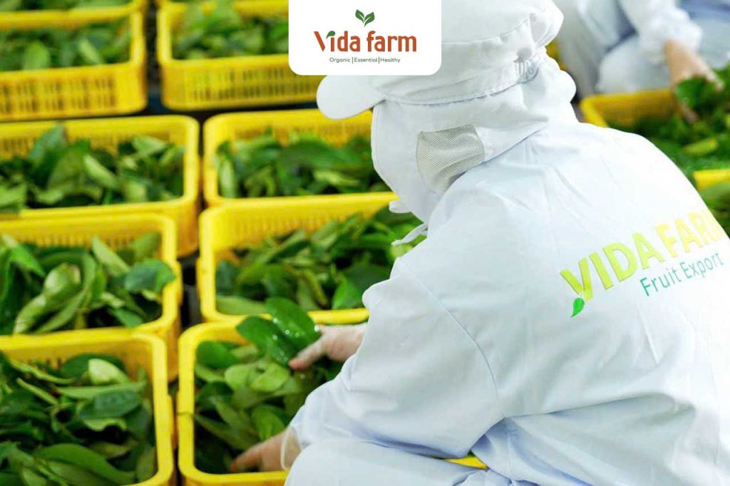 High-Quality-Dried-Vietnamese-Leaves-for-US-Market--Lemongrass,-Perilla,-Gotu-Kola-&-More