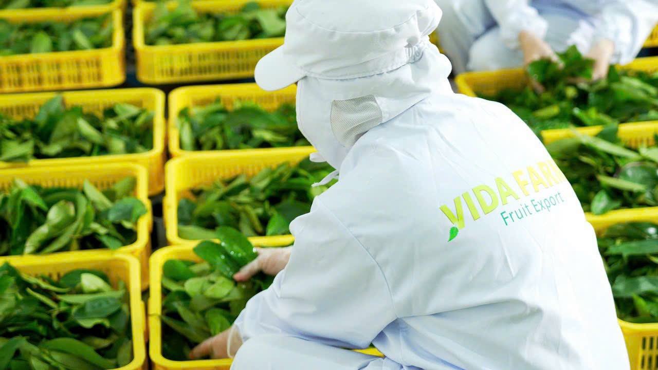 Organic Herbal Tea & Fruit Powder Factory Vietnam | OEM Manufacturer – Vida Farm