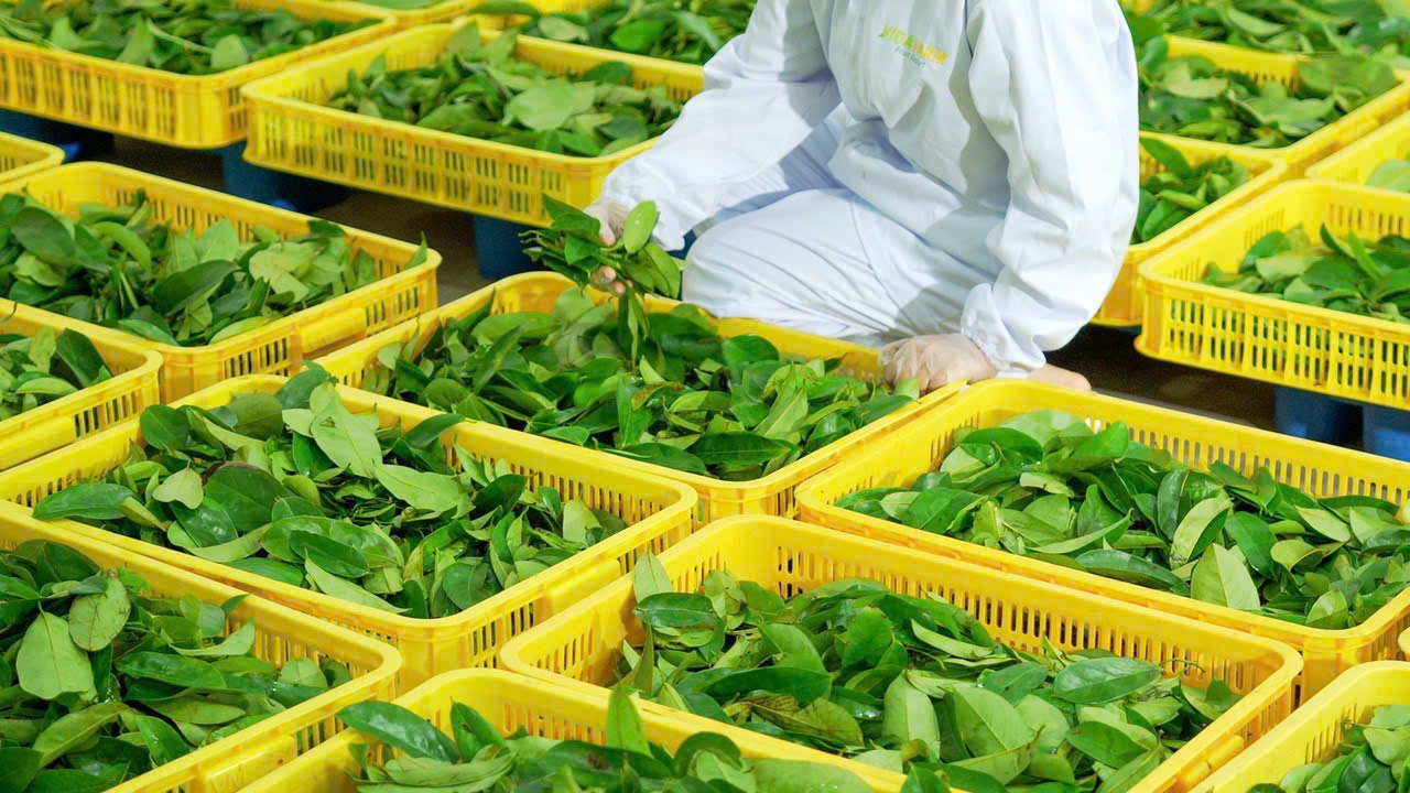Gia công trà túi lọc hữu cơ Vida Farm – Đối tác OEM uy tín tại Việt Nam