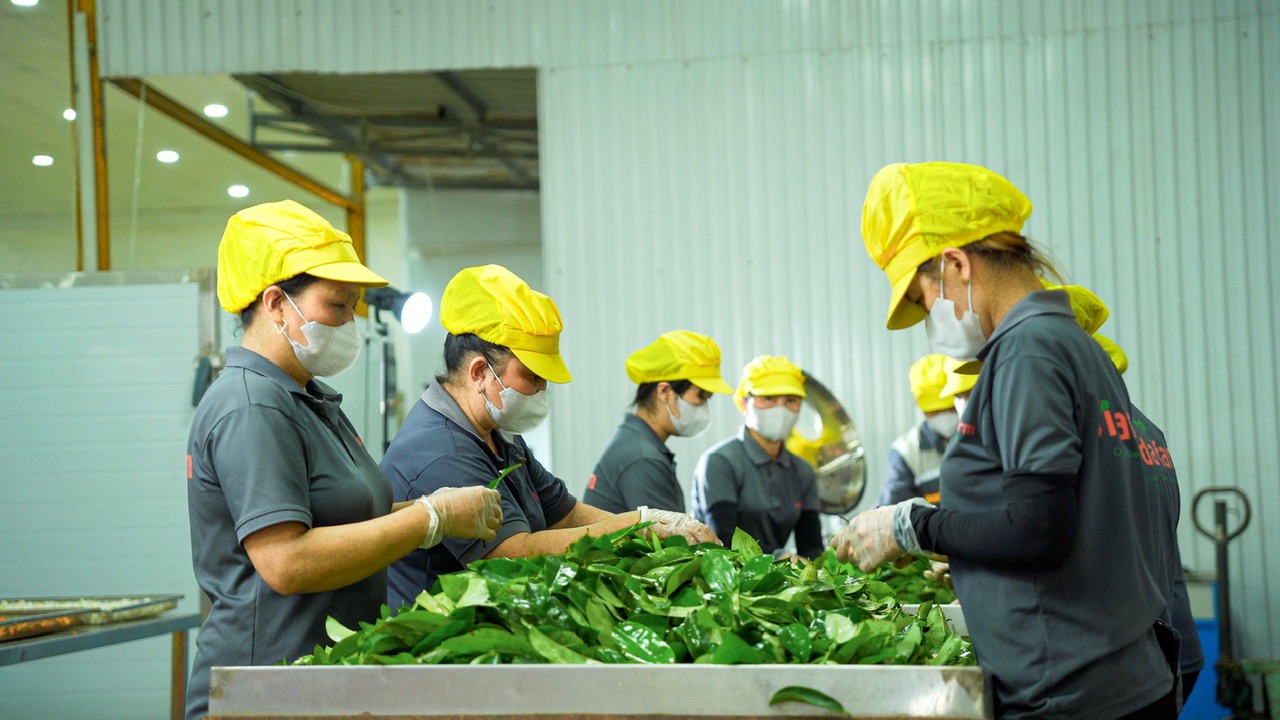 Organic Herbal Tea & Fruit Powder Factory Vietnam | OEM Manufacturer – Vida Farm
