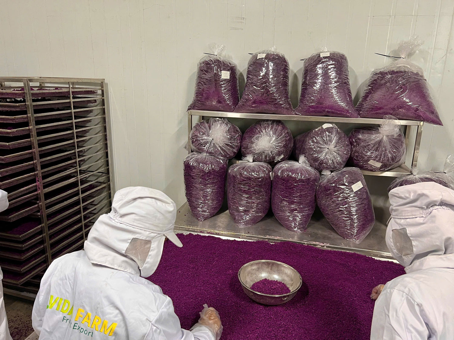 fine natural purple ube powder after milling and sieving