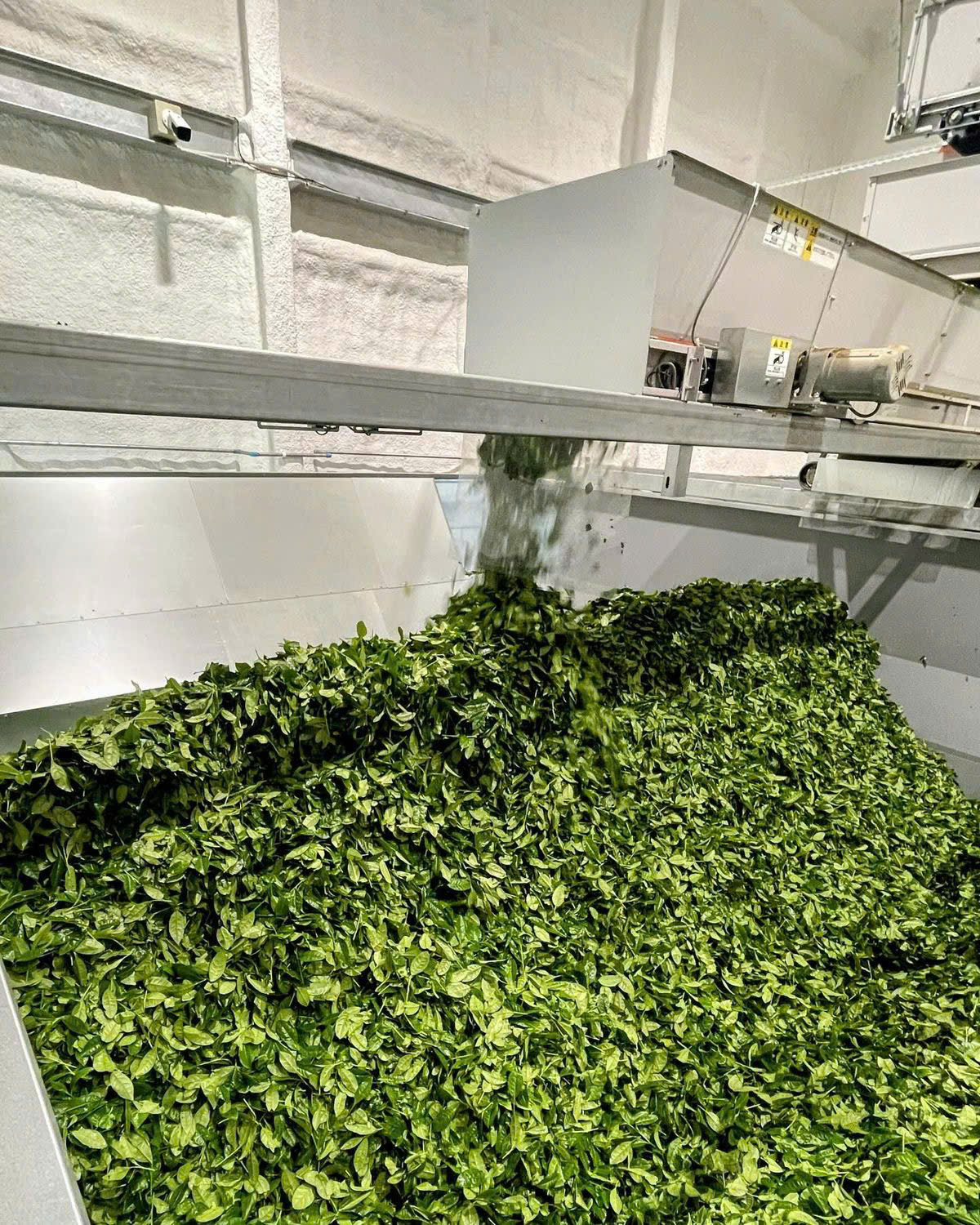 Green tea leaves used for matcha powder during processing at Vida Farm