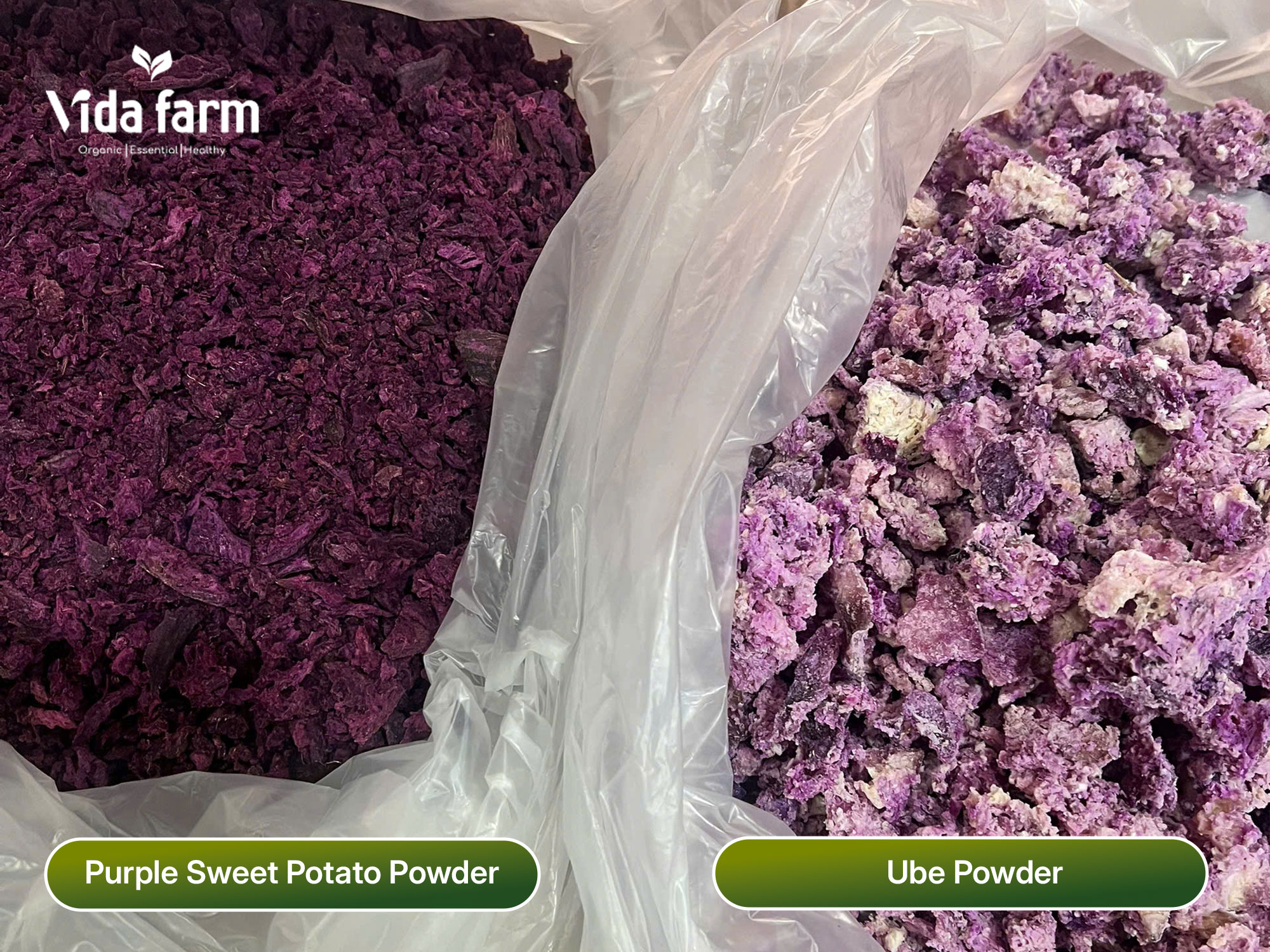 Ube powder and purple sweet potato powder comparison